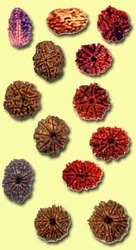 Manufacturers Exporters and Wholesale Suppliers of God Rudraksha Bead Delhi Delhi